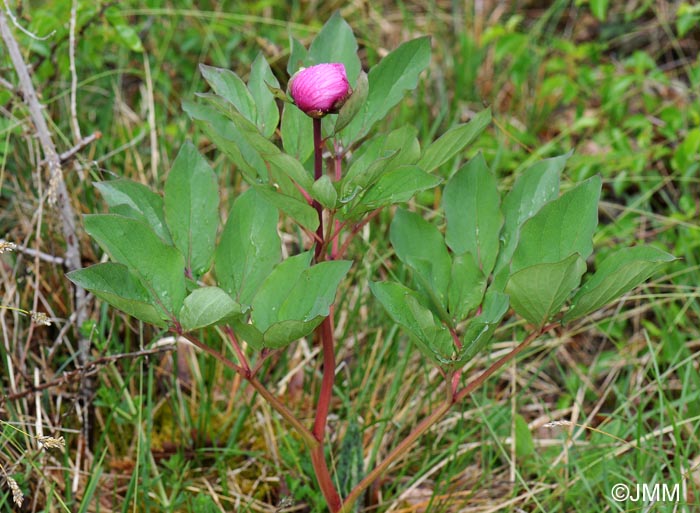 Paeonia mascula subsp. mascula