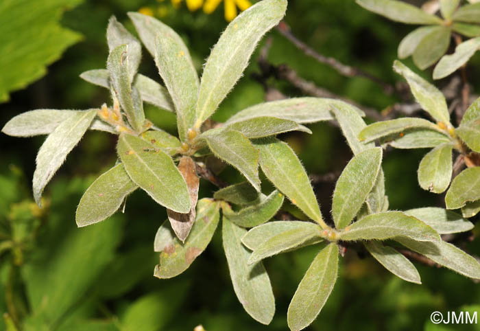 Salix lapponum