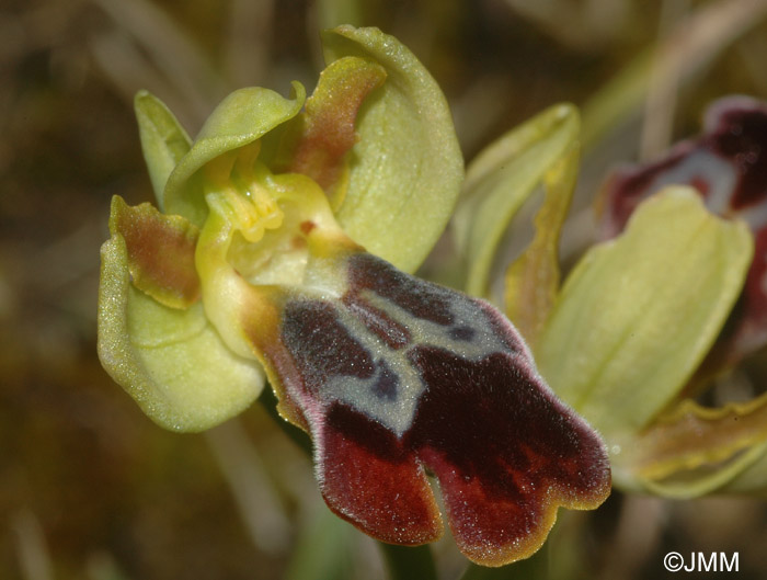 Ophrys fusca x lutea