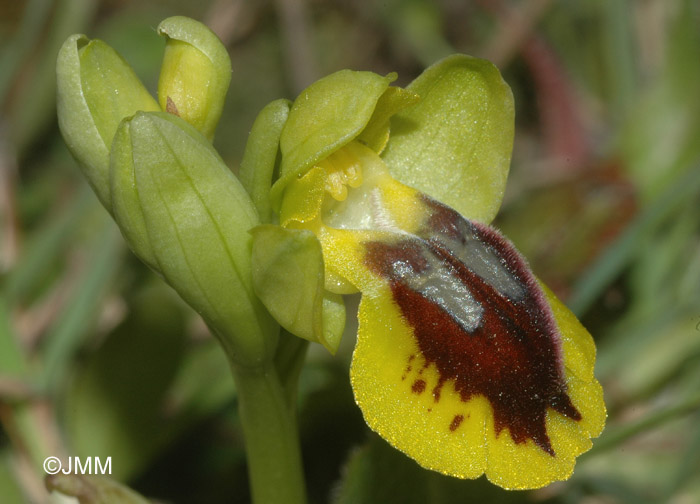 Ophrys lutea subsp. quarteirae