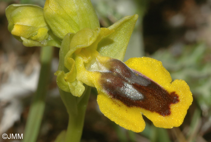 Ophrys lutea subsp. quarteirae