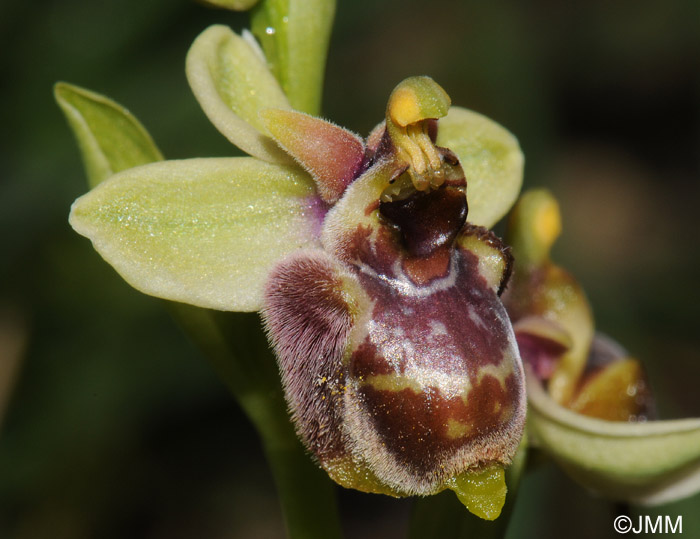 Ophrys bombyliflora x candica