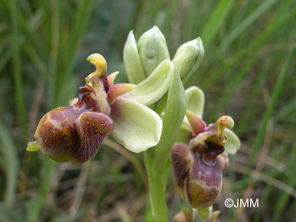 Ophrys bombyliflora x candica