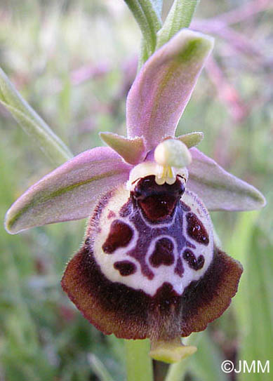 Ophrys celiensis