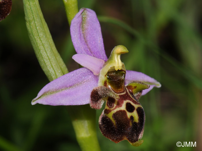 Ophrys rhodostephane 