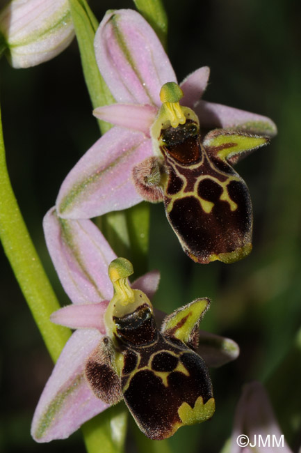 Ophrys rhodostephane 