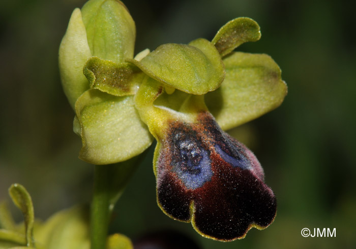 Ophrys hespera