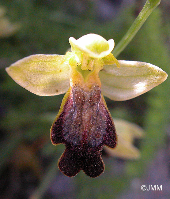 Ophrys lojaconoi