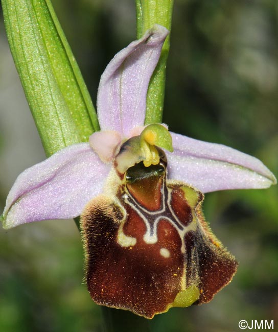 Ophrys paolina = Ophrys holosericea subsp. paolina
