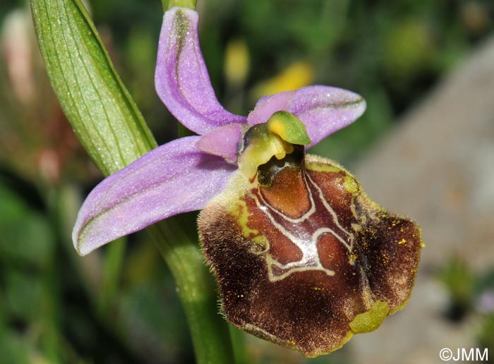 Ophrys paolina = Ophrys holosericea subsp. paolina