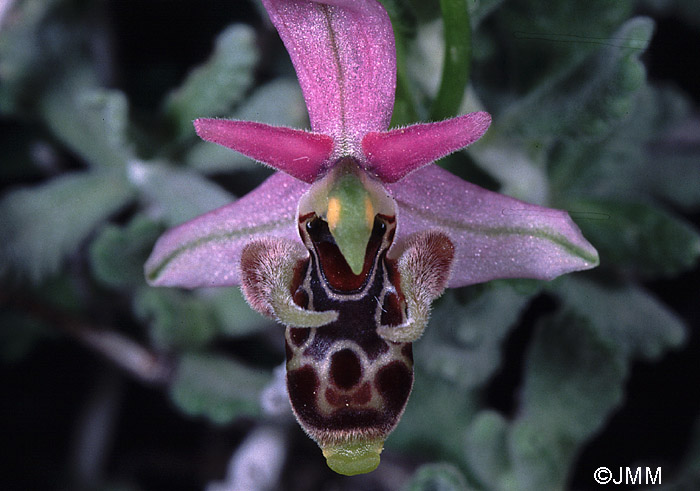 Ophrys cornutula