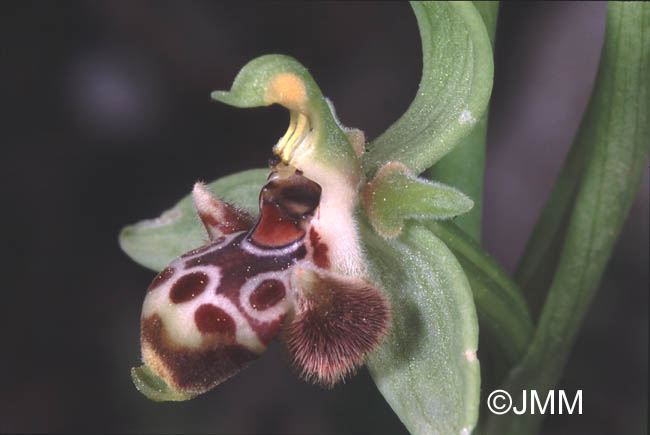 Ophrys rhodia
