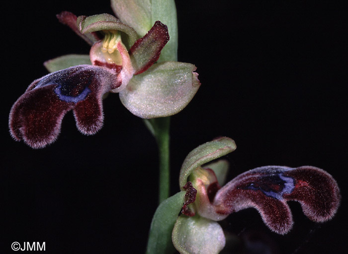 Ophrys apollonae