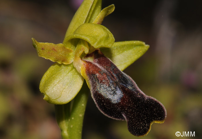 Ophrys attaviria