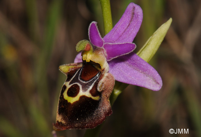 Ophrys calypsus var. pseudoapulica