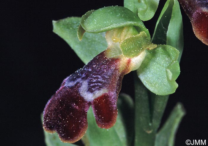 Ophrys creutzburgii