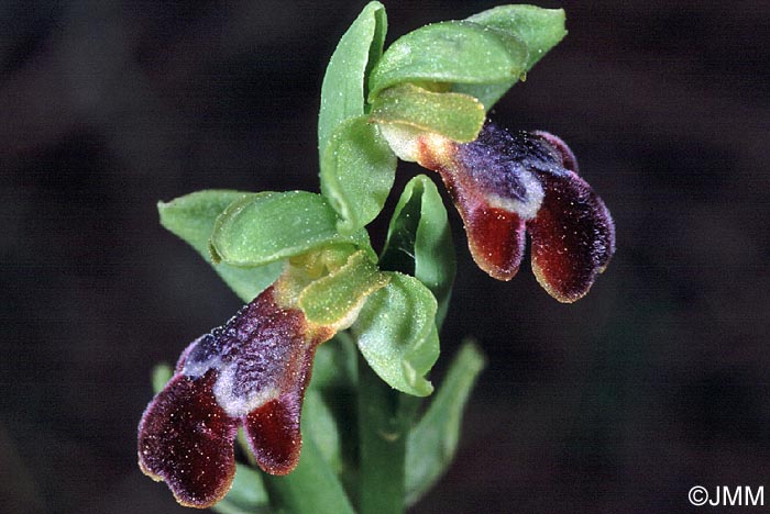 Ophrys creutzburgii