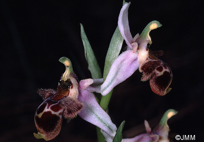 Ophrys dodecanensis
