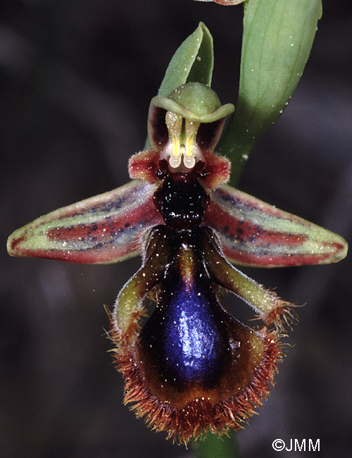 Ophrys eos x regis-fernandii