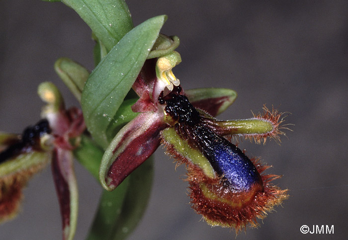 Ophrys eos x regis-fernandii