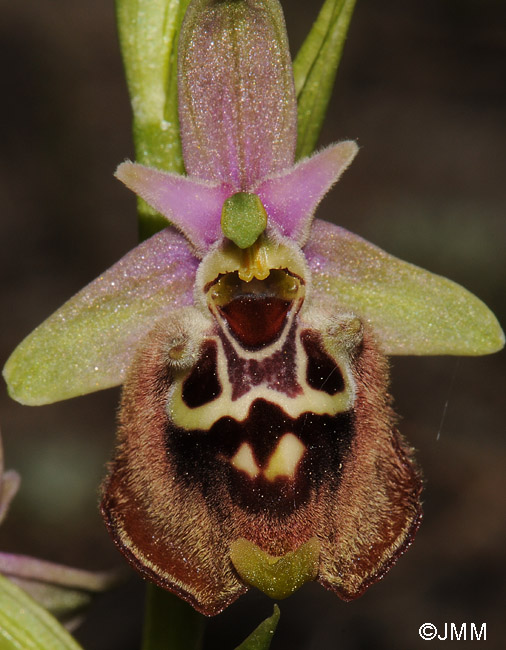 Ophrys halia