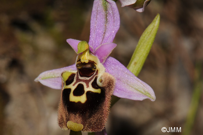 Ophrys halia