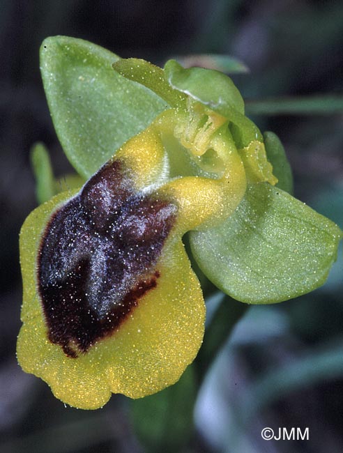 Ophrys phryganae