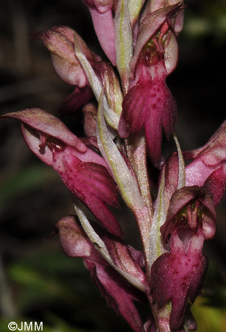 Orchis fragrans x sancta
