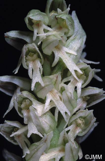 Orchis intacta f. alba