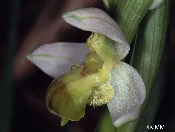 Ophrys apifera var. bicolor f. flaveola = Ophrys apifera f. bicolor "chlorantha"