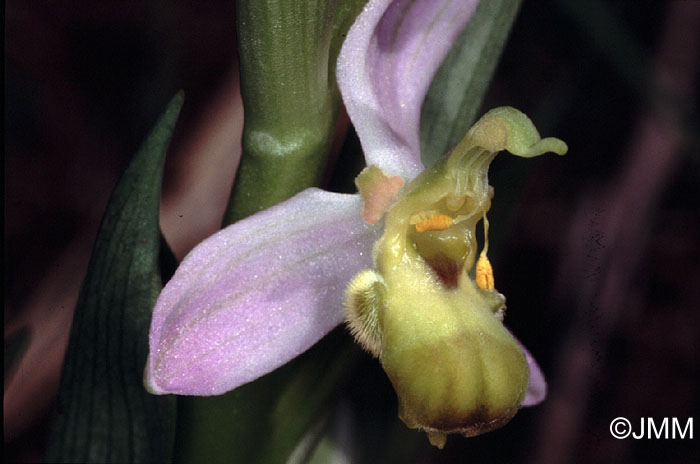 Ophrys apifera var. bicolor f. flaveola = Ophrys apifera f. bicolor "chlorantha"