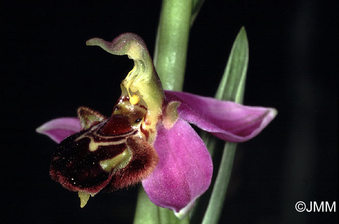 Ophrys apifera.jpg (57612 octets)