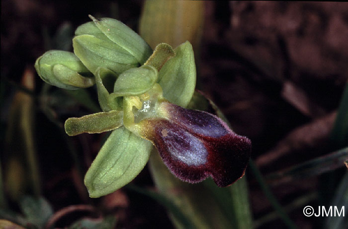 Ophrys zonata