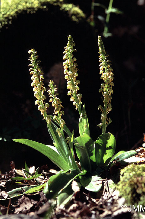 Orchis anthrophora
