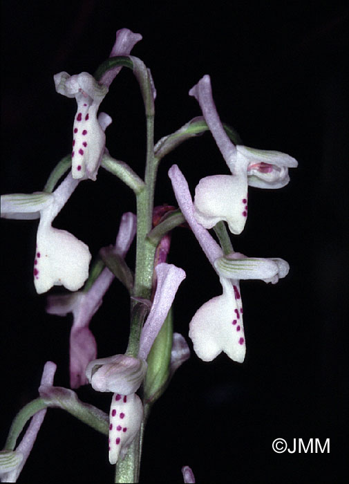 Orchis longicornu f. alba