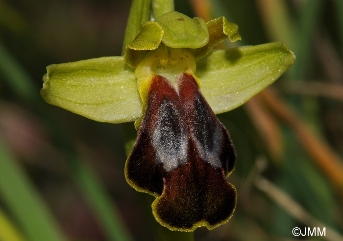 Ophrys calocaerina