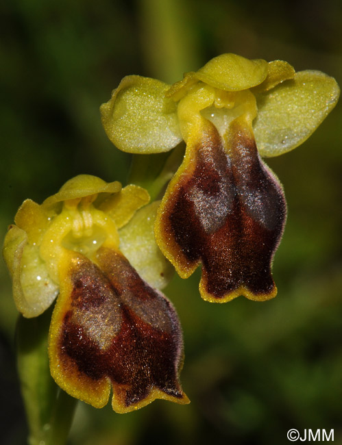 Ophrys flammeola