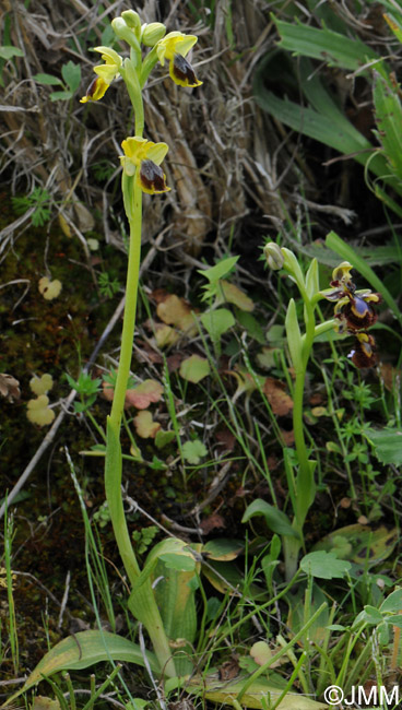 Ophrys flammeola