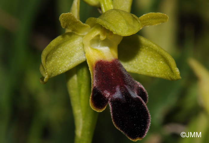 Ophrys mirabilis
