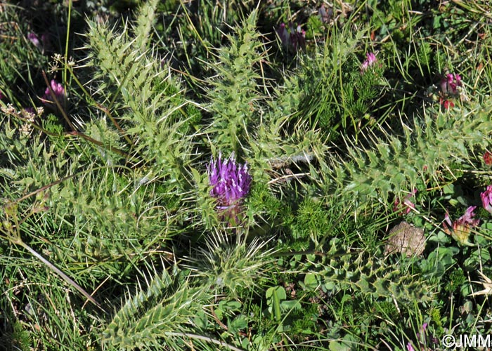 Cirsium gregarium = Cirsium acaulon subsp. gregarium