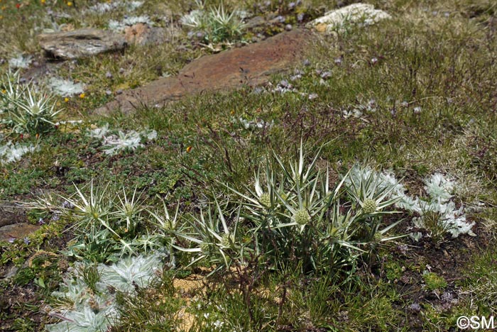 Eryngium glaciale & Plantago nivalis