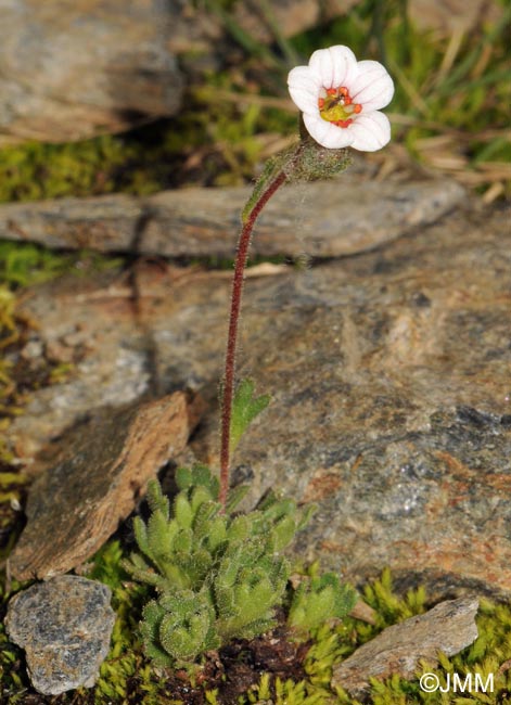 Saxifraga nevadensis
