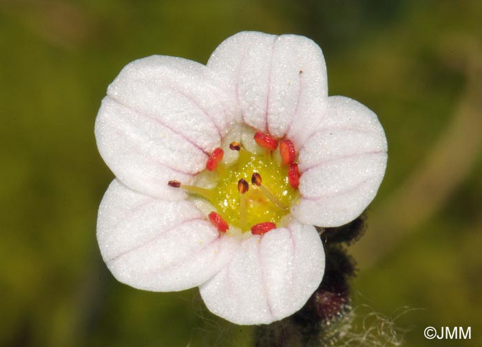 Saxifraga nevadensis