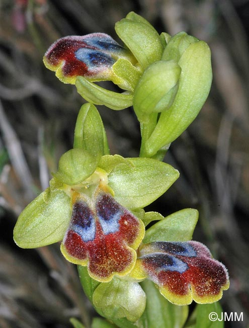 Ophrys cf. persephonae
