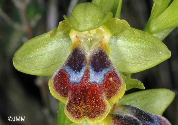 Ophrys cf. persephonae