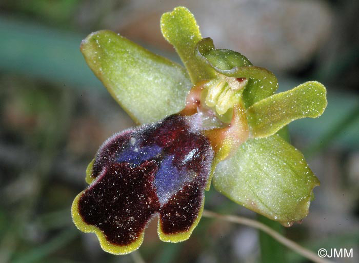Ophrys cressa