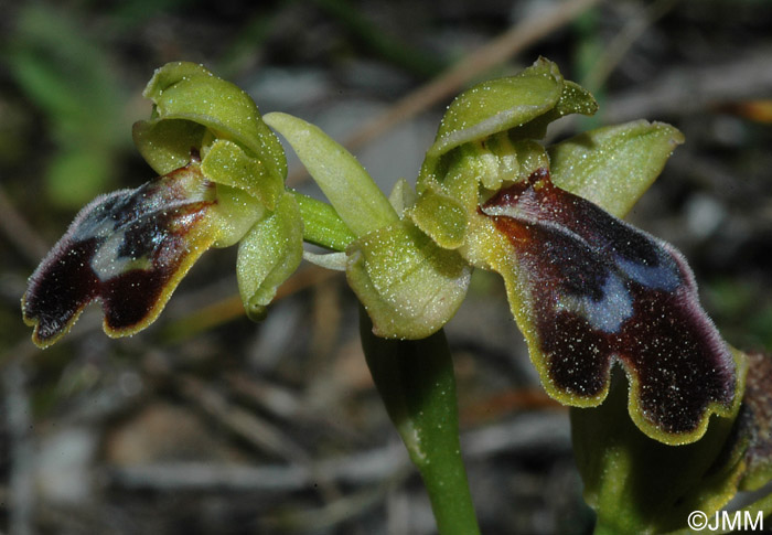 Ophrys cressa