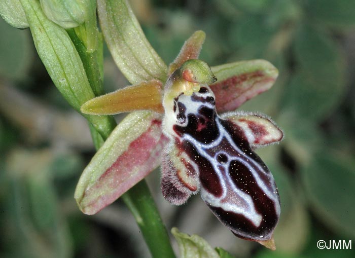 Ophrys cretica subsp. bicornuta
