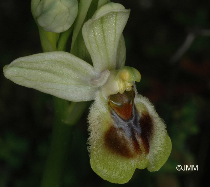 Ophrys dictynnae