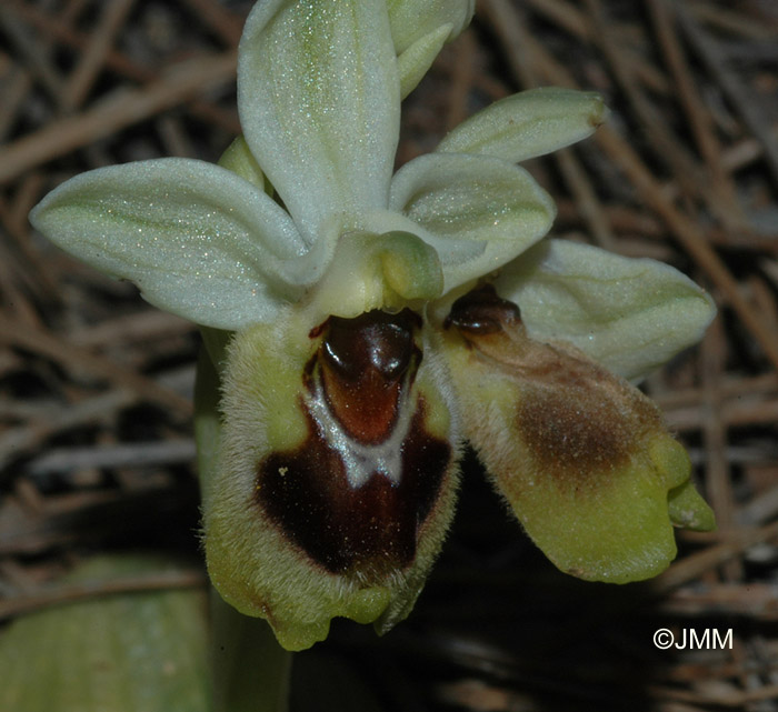 Ophrys dyctinnae